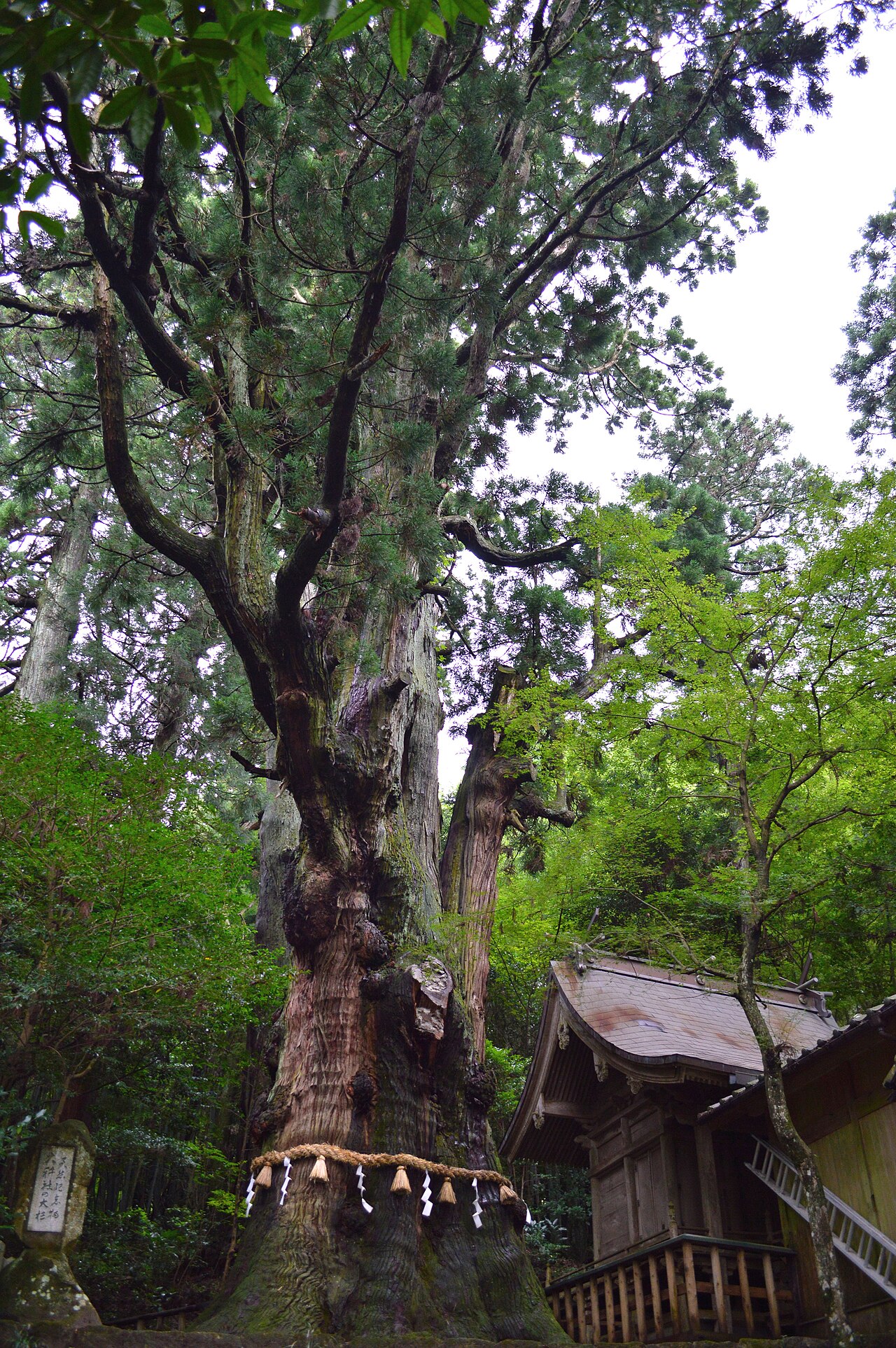 Ogosha Shrine and its great cedar
