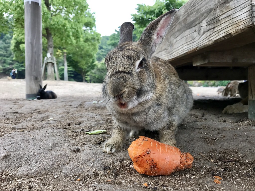 Okunoshima (Rabbit Island)
