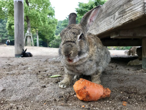 大久野島（うさぎ島）