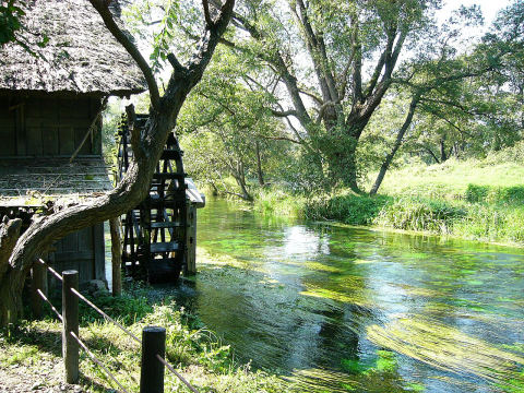 Daio Wasabi Farm