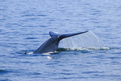 Cerulean Blue Whale Watching (Naha)