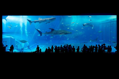 Okinawa Churaumi Aquarium