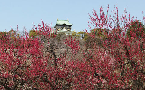 Osaka Castle Park Plum Grove