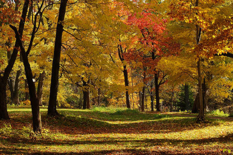 Hokkaido University Botanic Garden