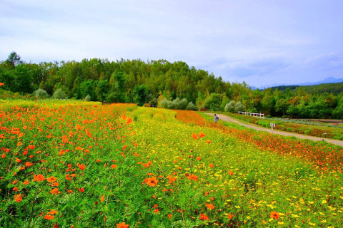 Takino Suzuran Hillside Park Country Garden