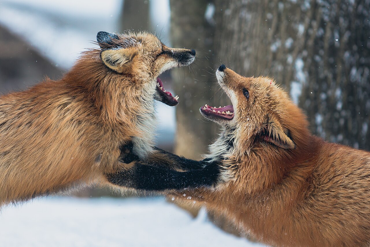 Miyagi Zao Fox Village