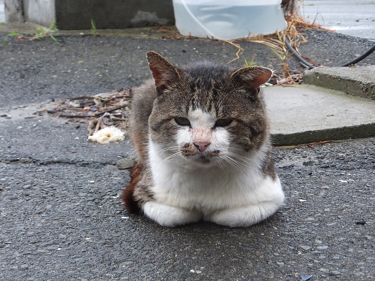 Tashirojima (Cat Island)