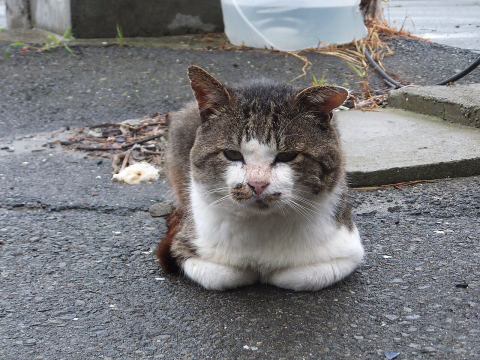Tashirojima (Cat Island)