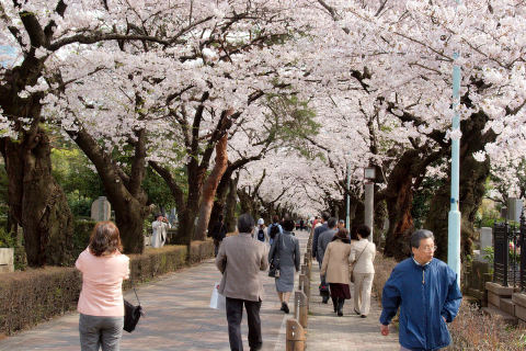 Aoyama Cemetery
