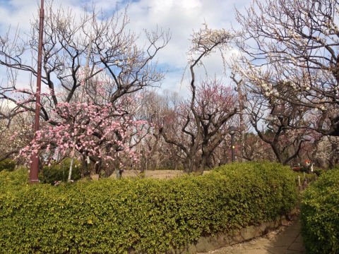 Hanegi Park