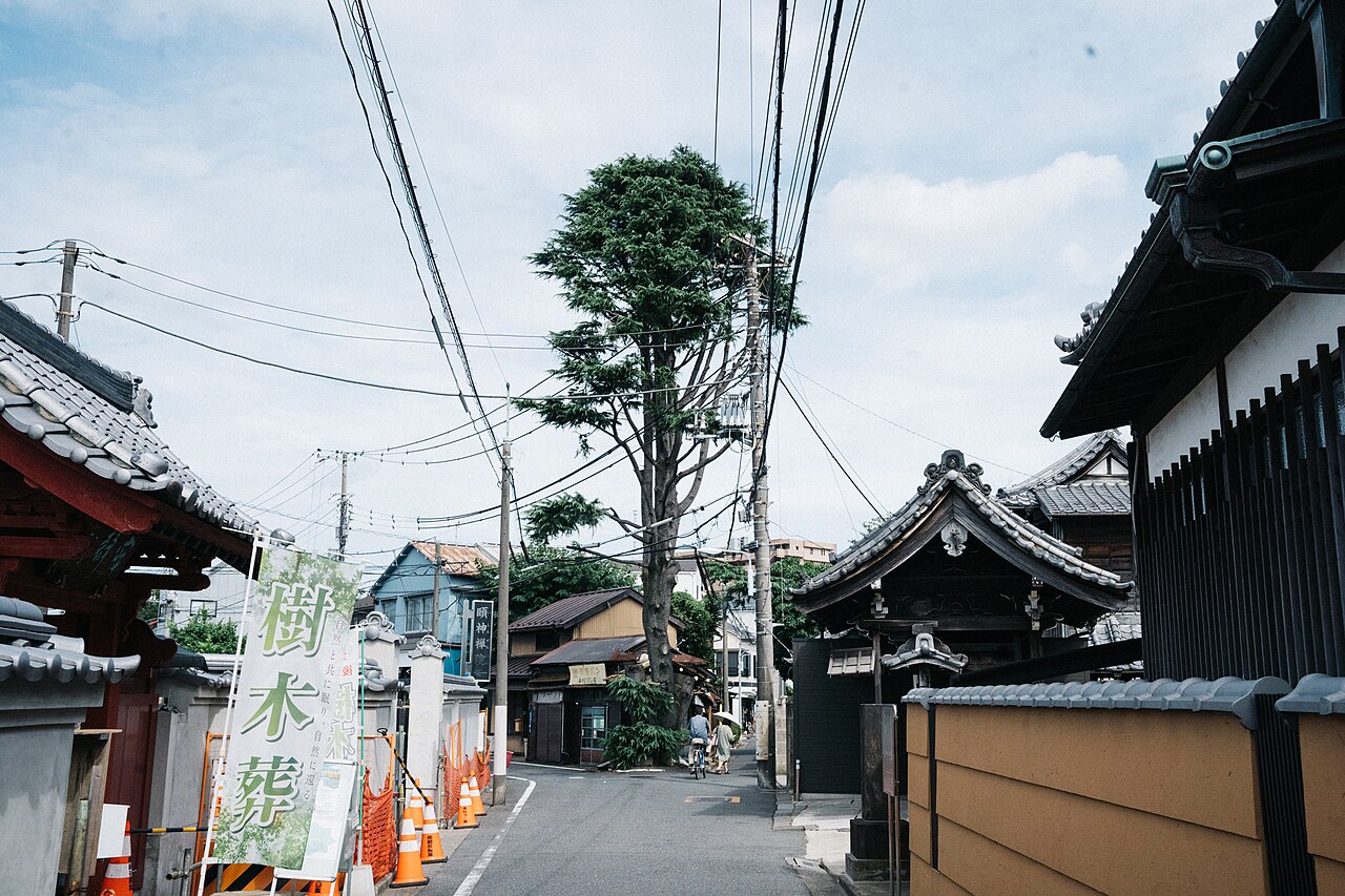 Himalayan Cedar of Yanaka