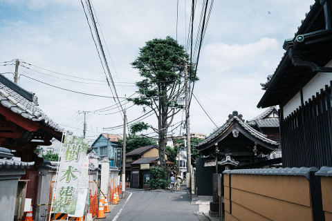 Himalayan Cedar of Yanaka