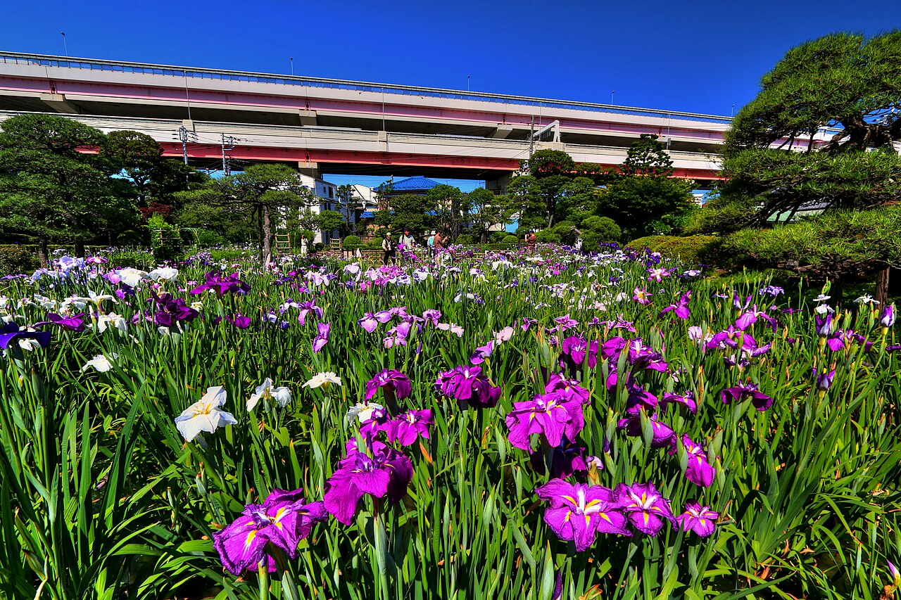 Horikiri Shōbu-en (Iris Garden)
