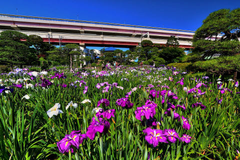 Horikiri Shōbu-en (Iris Garden)