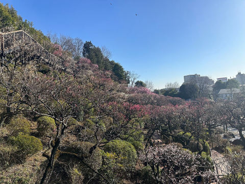 Ikegami Baien (Plum Garden)