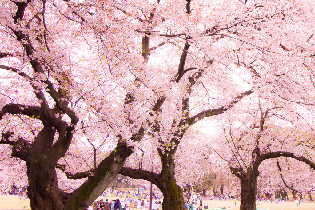 Kinuta Park