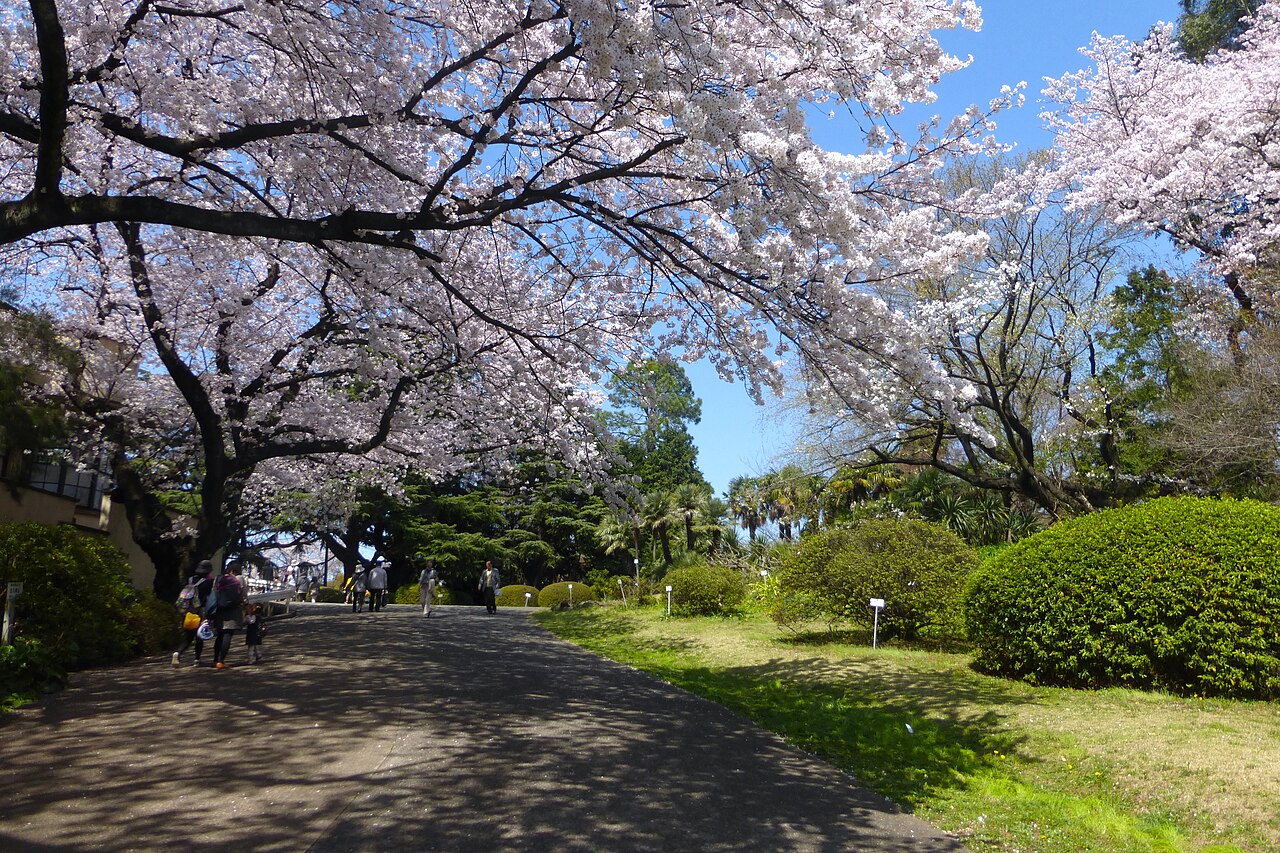 小石川植物園