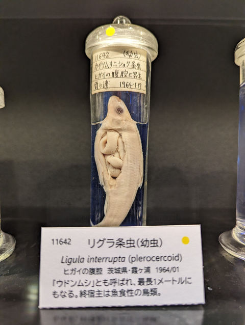 Meguro Parasitological Museum