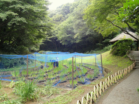 Meiji Jingu Inner Garden (Gyoen)