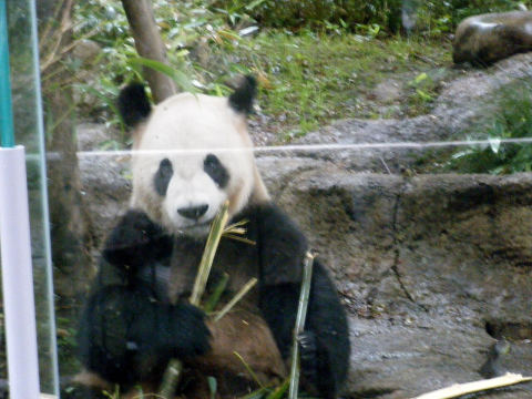 Ueno Zoo (Ueno Zoological Gardens)
