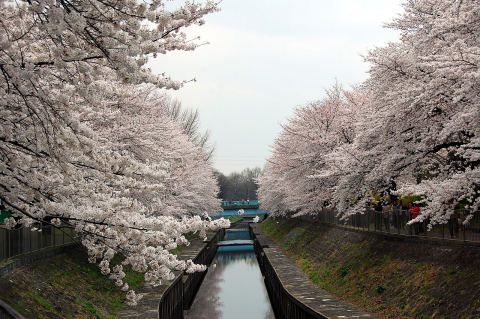 Zenpukuji-gawa Green Park