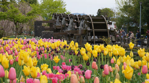 Tonami Tulip Park